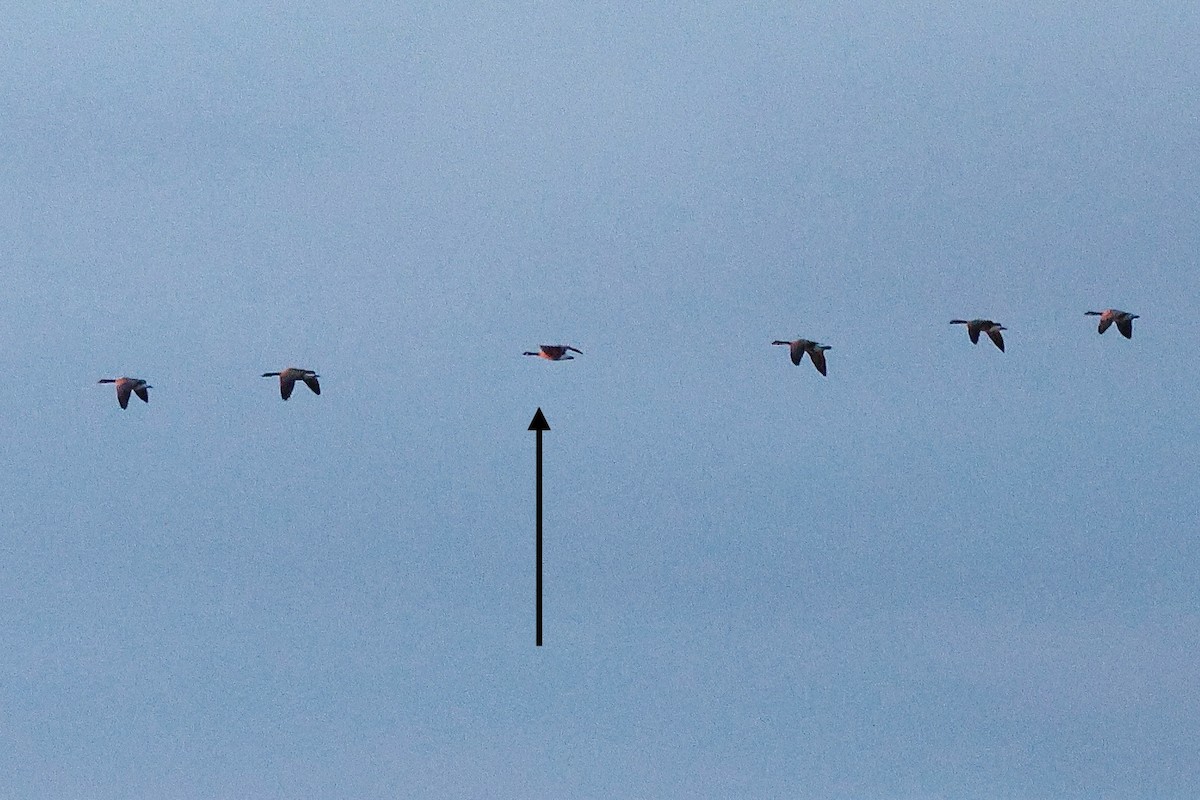 Cackling Goose - ML646814815