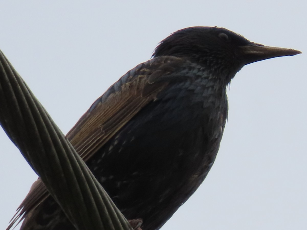 歐洲椋鳥 - ML646814817