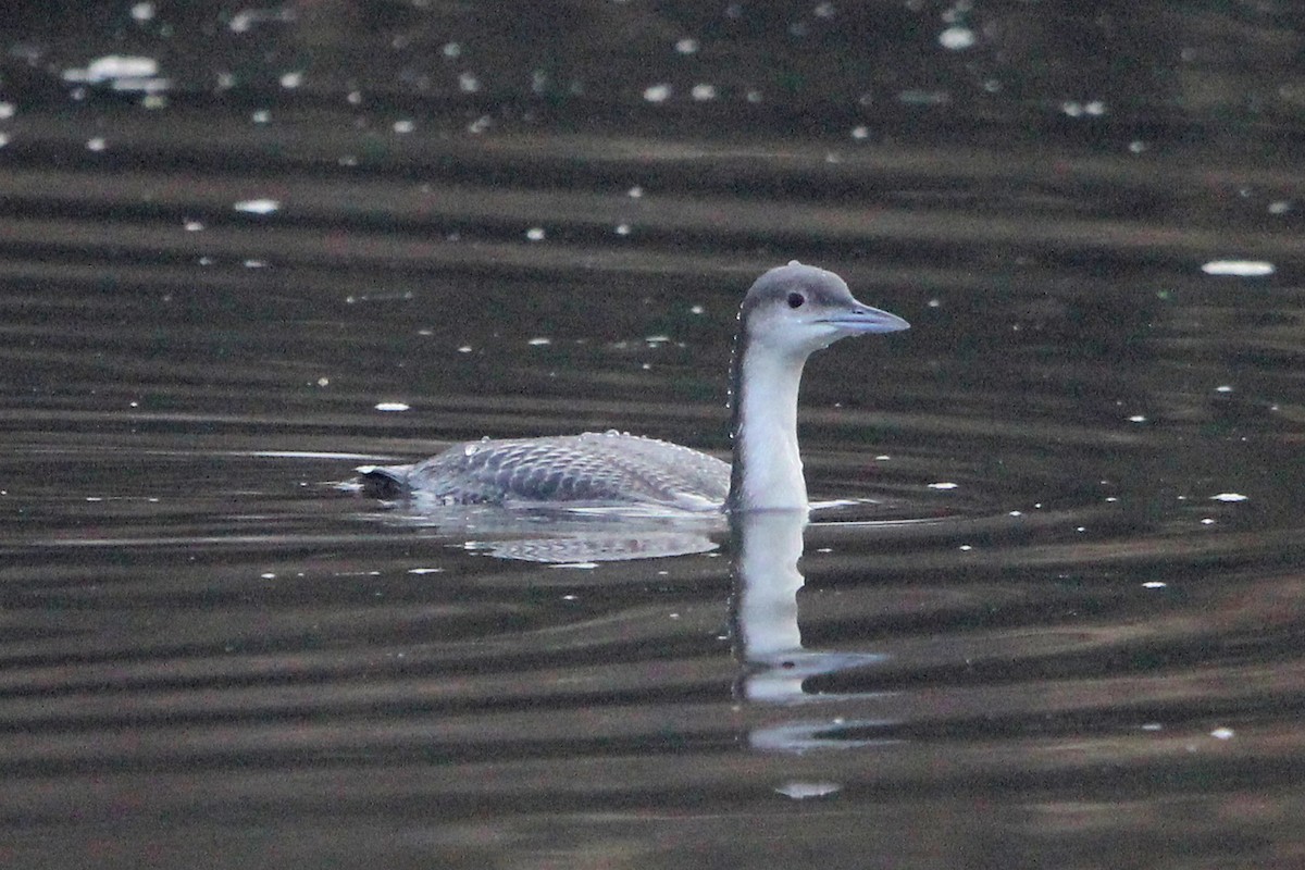 Pacific Loon - ML646814818