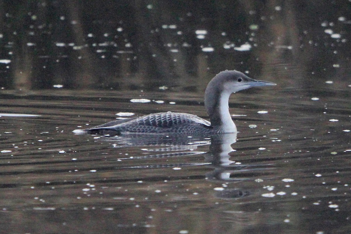 Pacific Loon - ML646814819