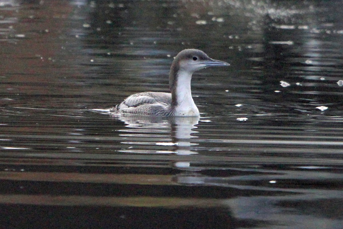 Pacific Loon - ML646814820