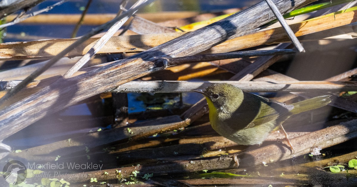 Common Yellowthroat (trichas Group) - ML646814821