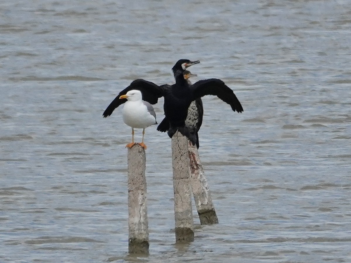 Great Cormorant - ML646814823