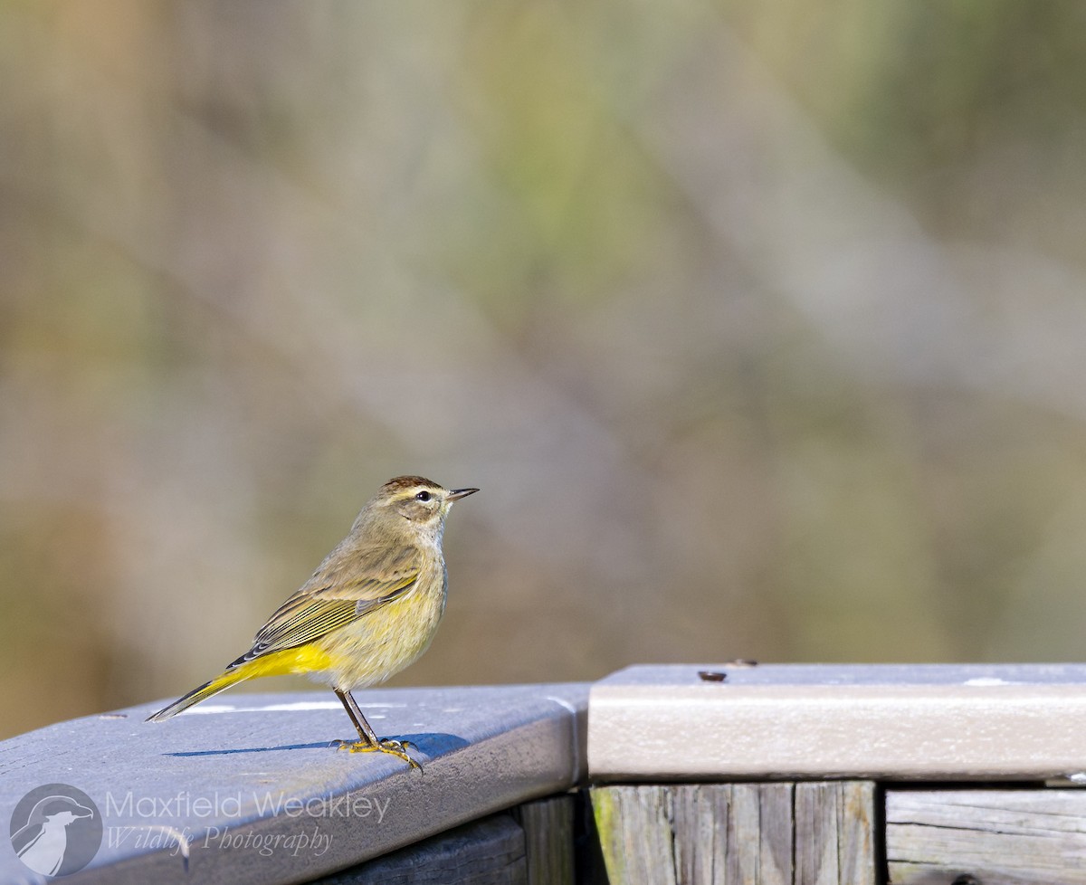 Palm Warbler (Western) - ML646814824