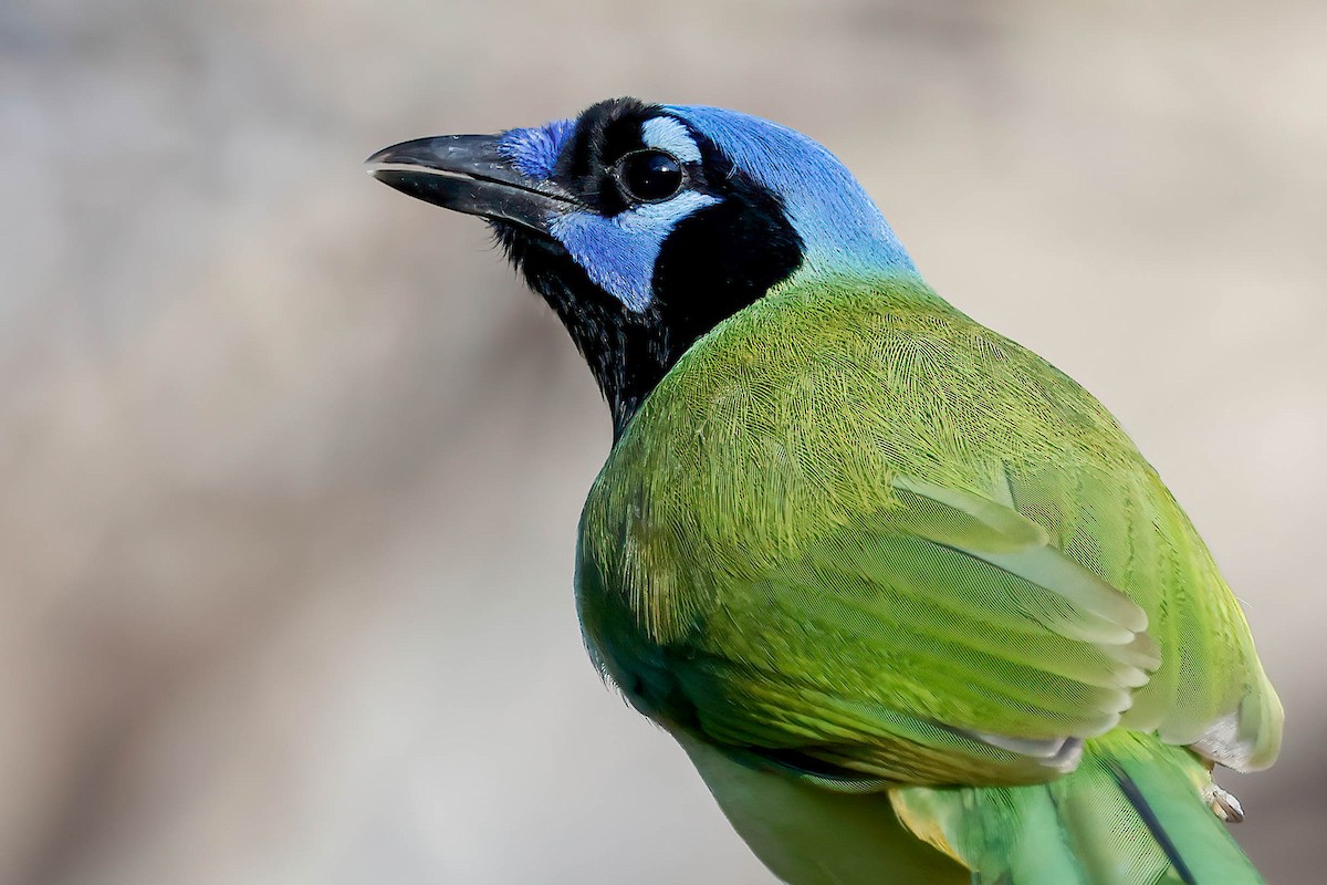 Green Jay (Green) - ML646814826