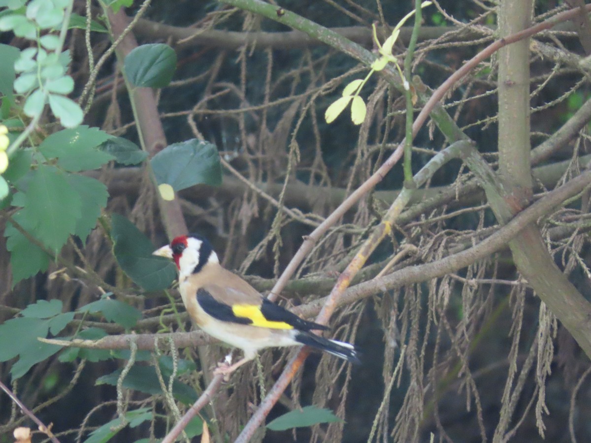 European Goldfinch - ML646814827