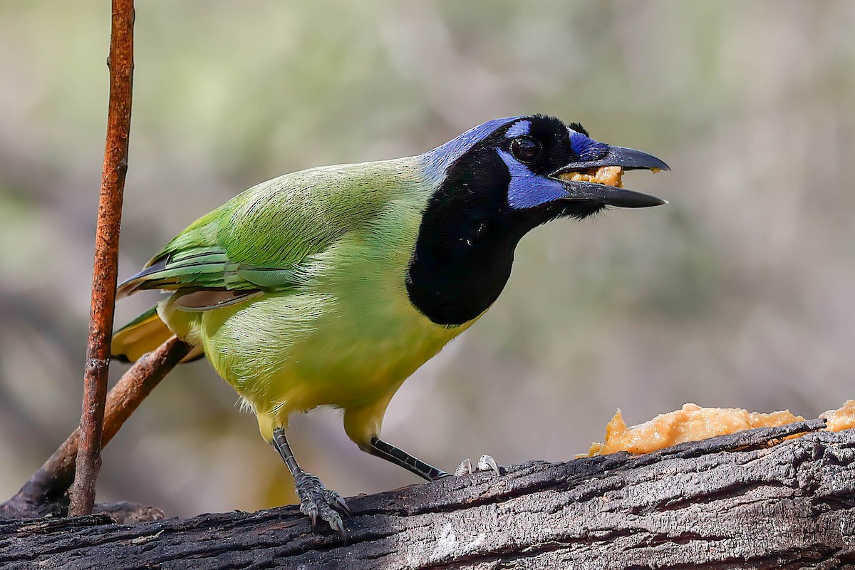 Green Jay (Green) - ML646814828
