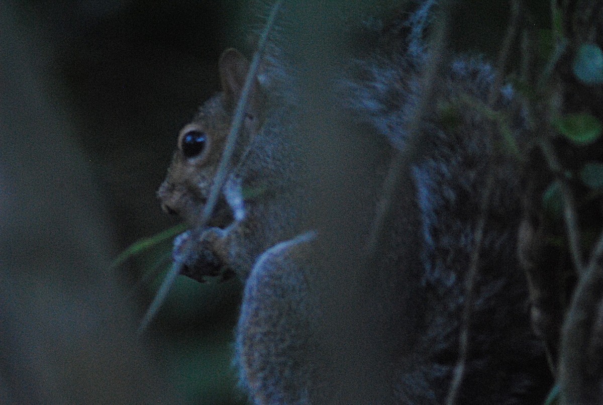 Eastern Gray Squirrel - ML646814832