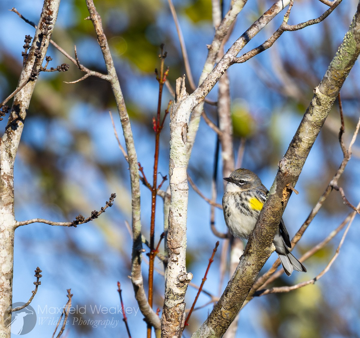 Yellow-rumped Warbler (Myrtle) - ML646814837