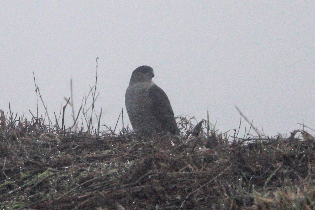 Rundschwanzhabicht - ML646814841