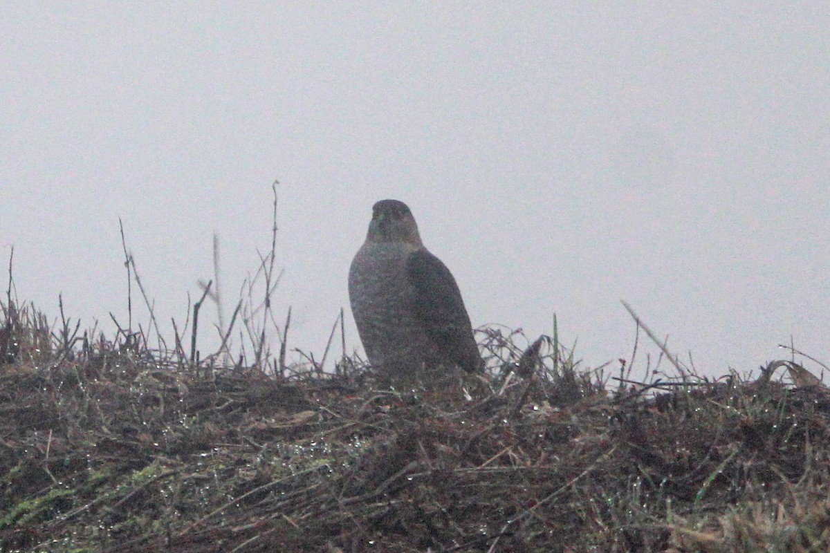 Rundschwanzhabicht - ML646814842