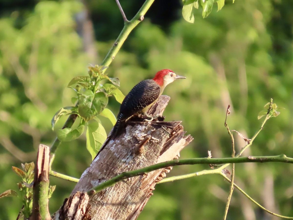 Jamaican Woodpecker - ML646814843