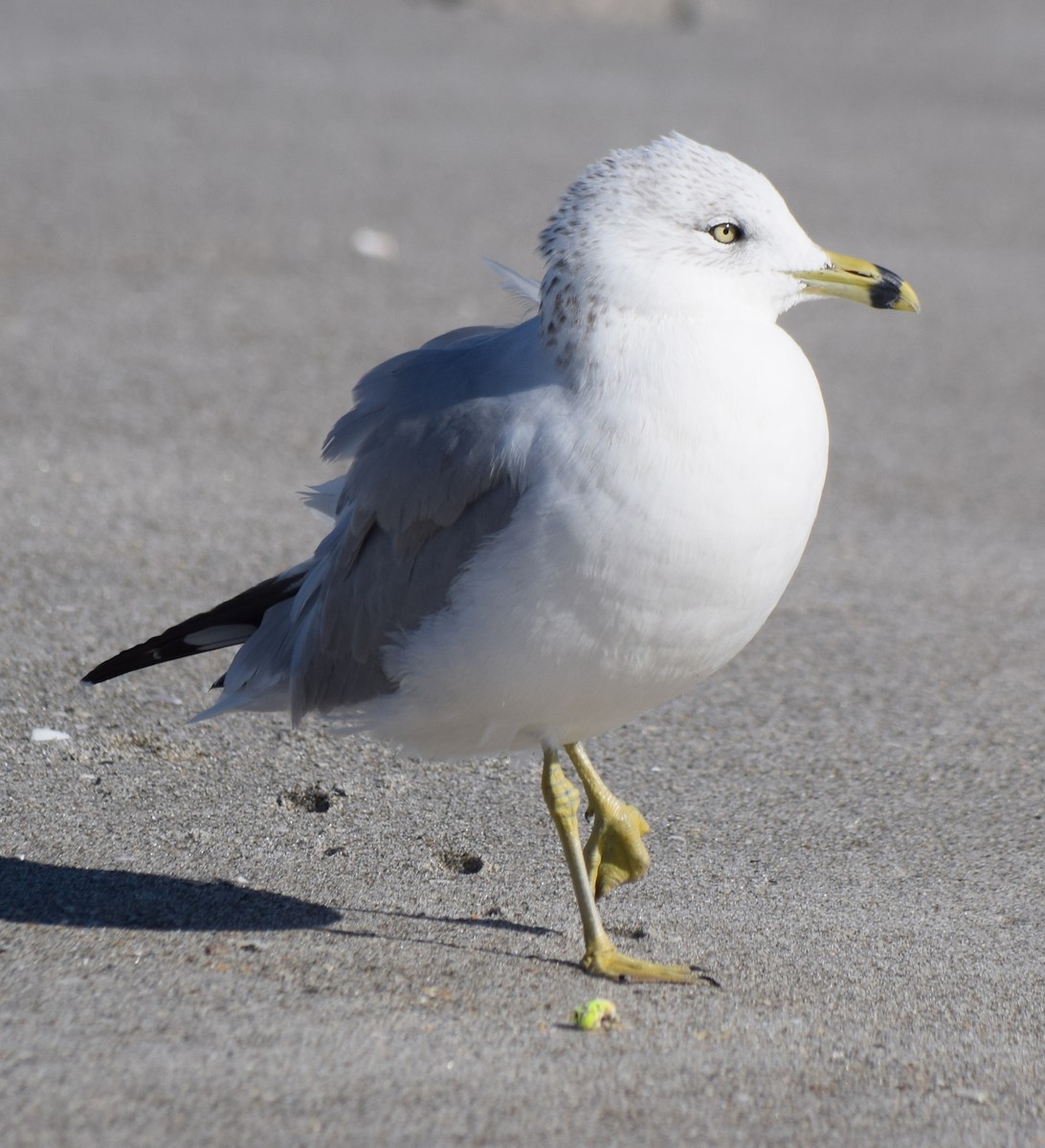 Мартин делаверський - ML646814845