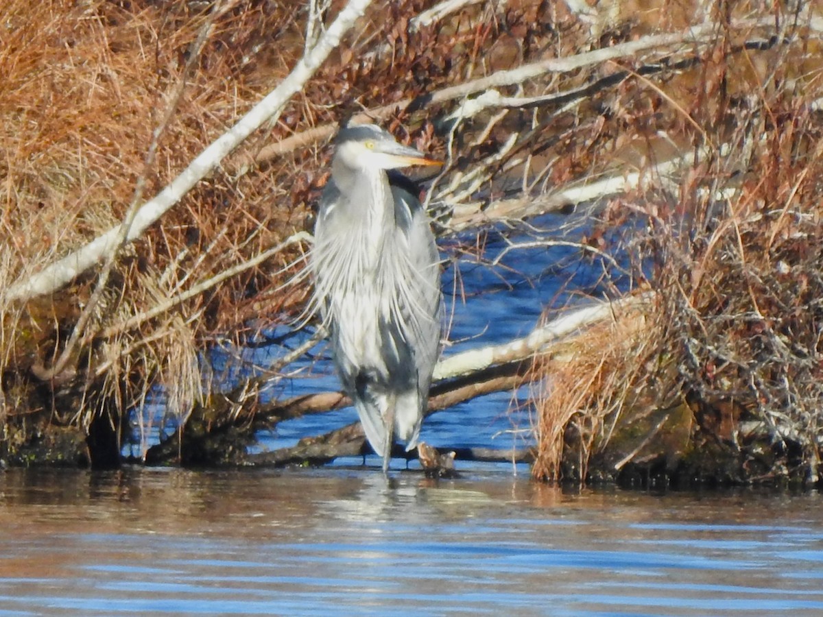 Great Blue Heron - ML646814847