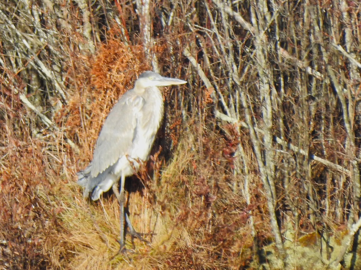 Great Blue Heron - ML646814848