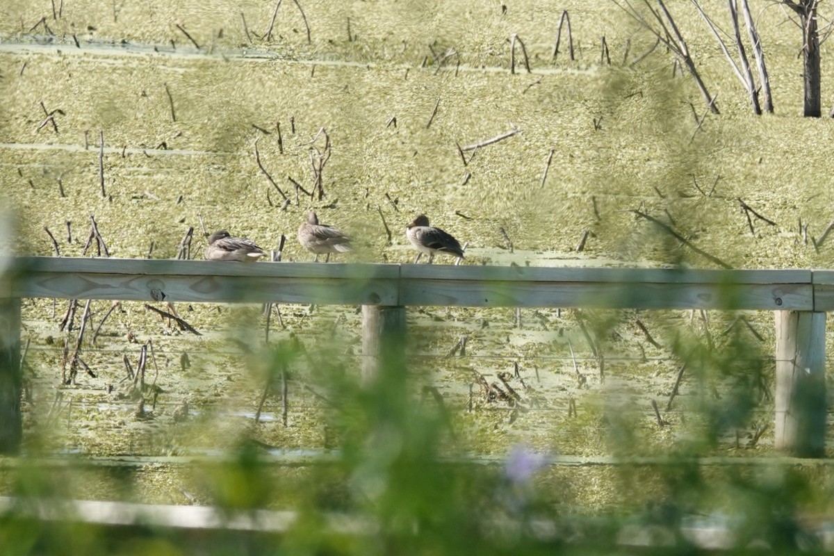 Braunkopfente - ML646814849