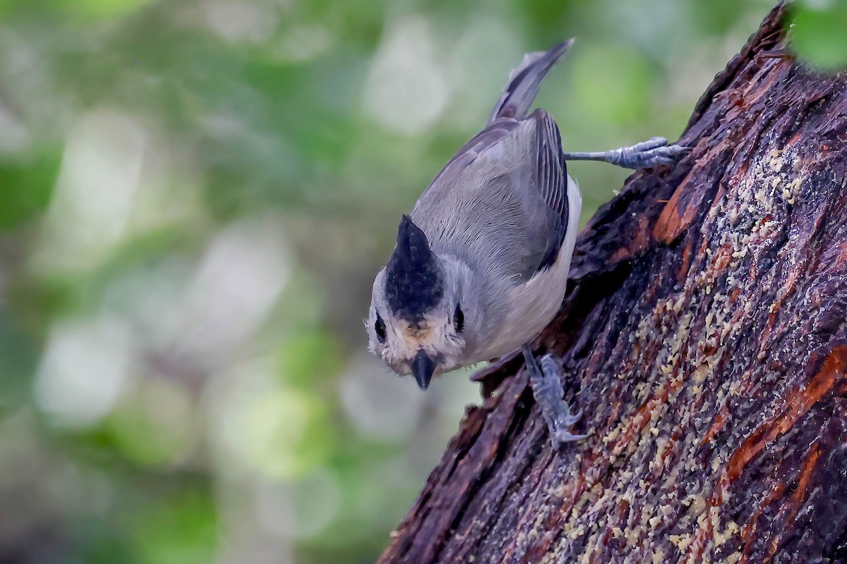 Black-crested Titmouse - ML646814852