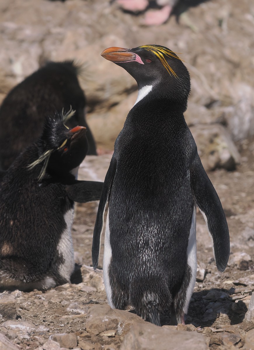 Macaroni Penguin - ML646814855