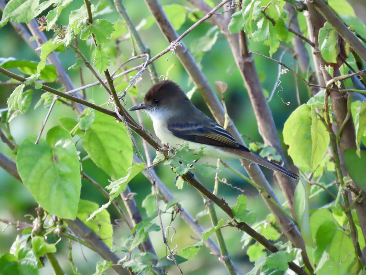 Jamaikaschopftyrann - ML646814856