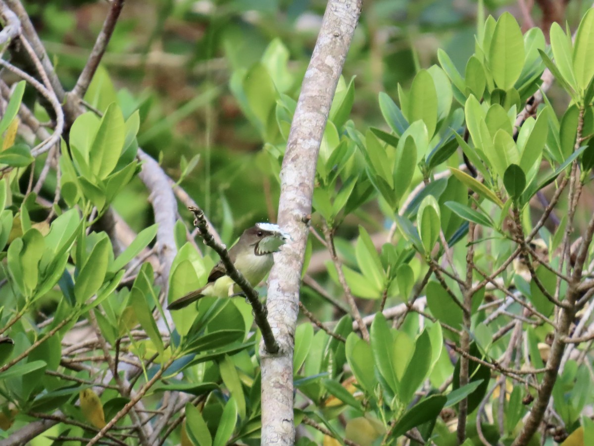 Jamaikaschopftyrann - ML646814859