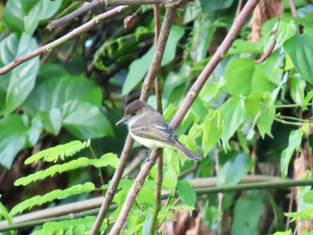 Jamaikaschopftyrann - ML646814860