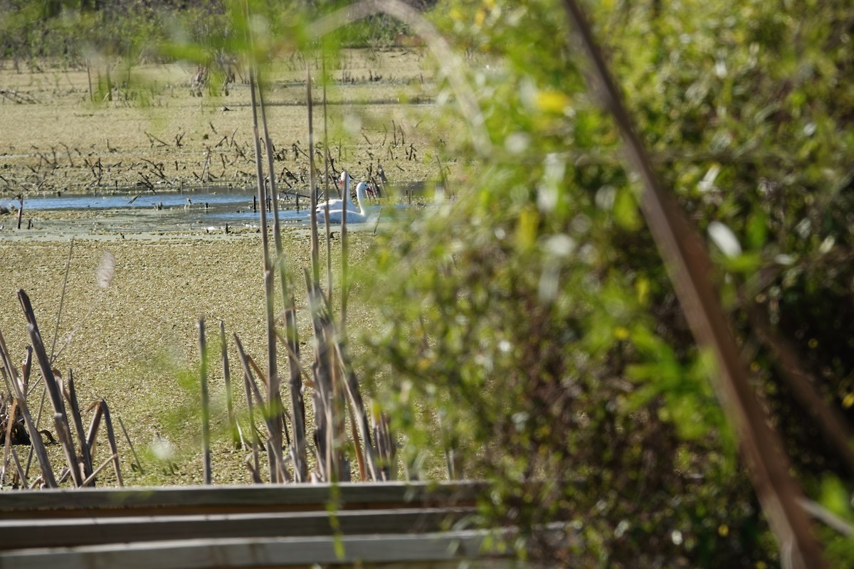 Coscoroba Swan - ML646814861