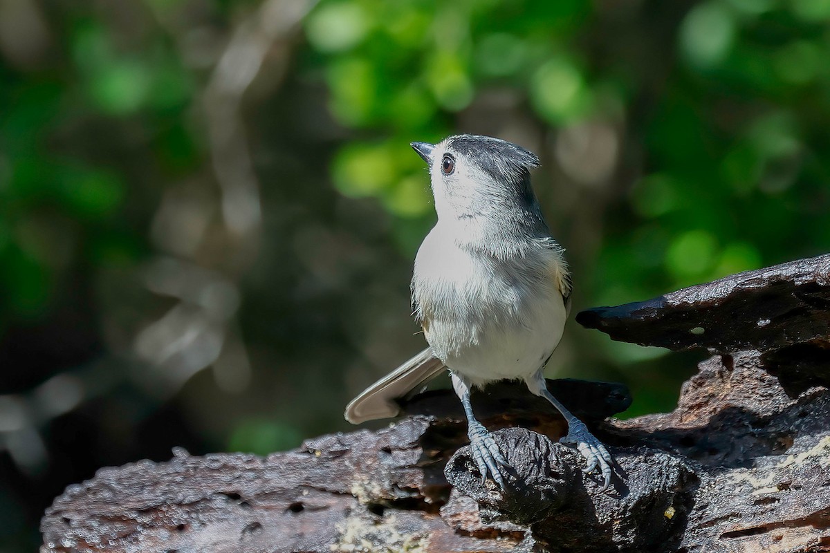 Black-crested Titmouse - ML646814864