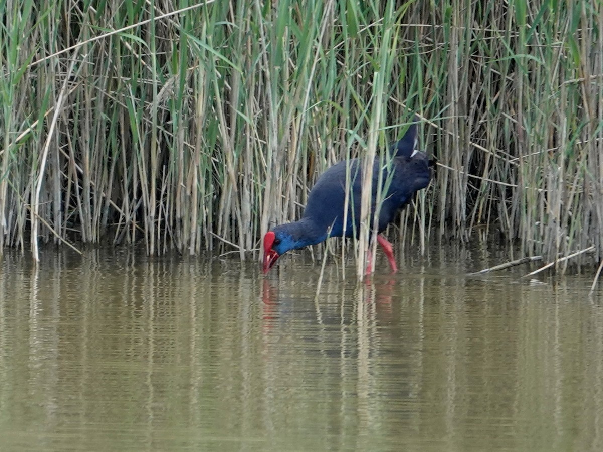 Purpurhuhn - ML646814866