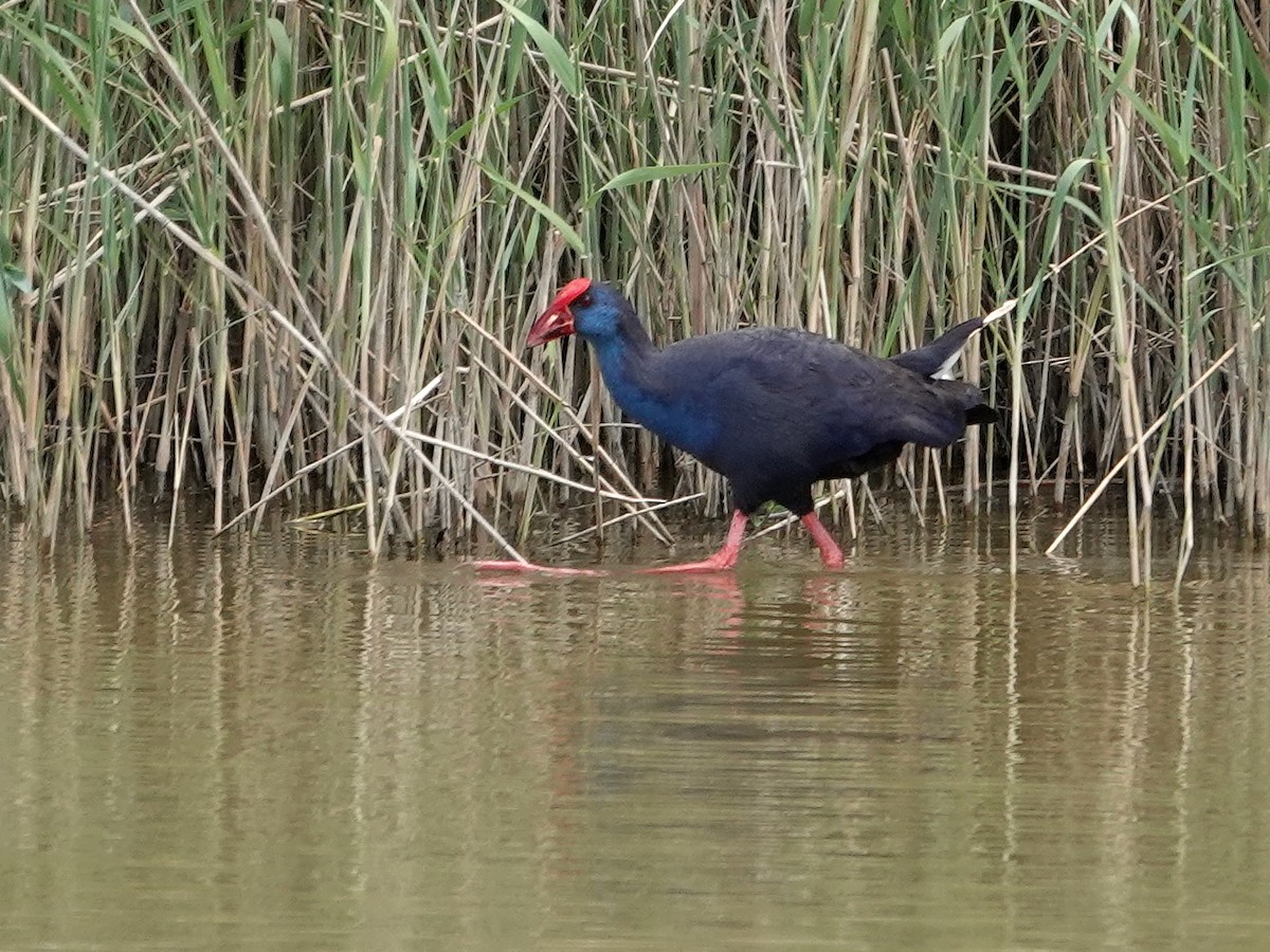 Purpurhuhn - ML646814867