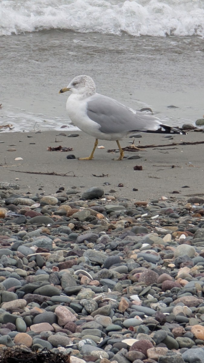 Ringschnabelmöwe - ML646814869