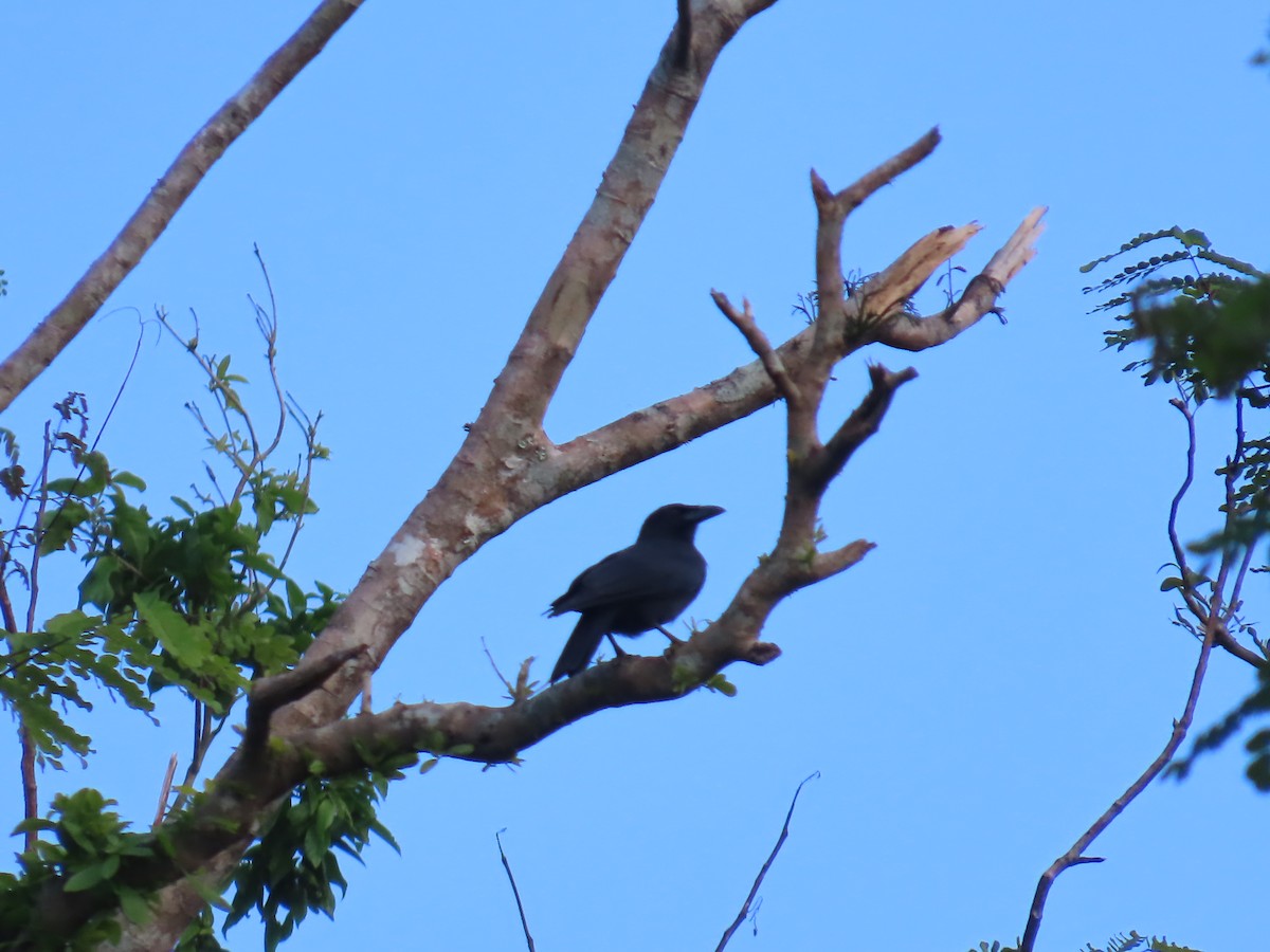 Jamaikakrähe - ML646814872