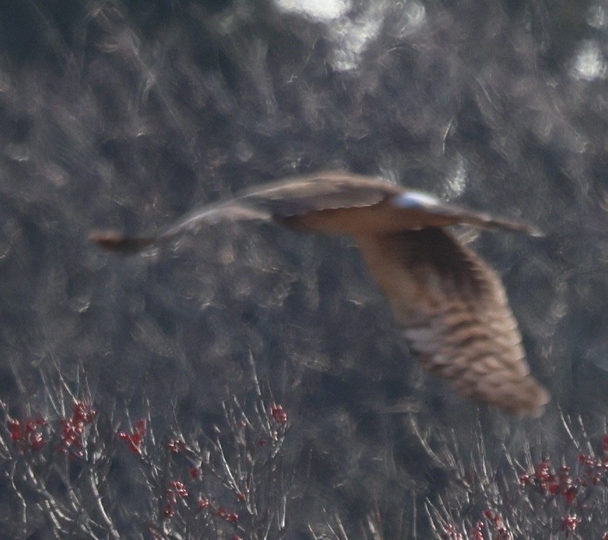 Hudsonweihe - ML646814874