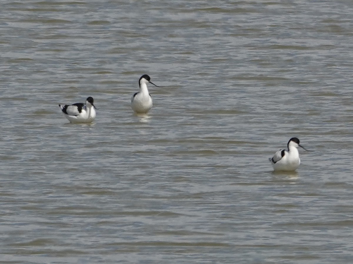 Säbelschnäbler - ML646814875