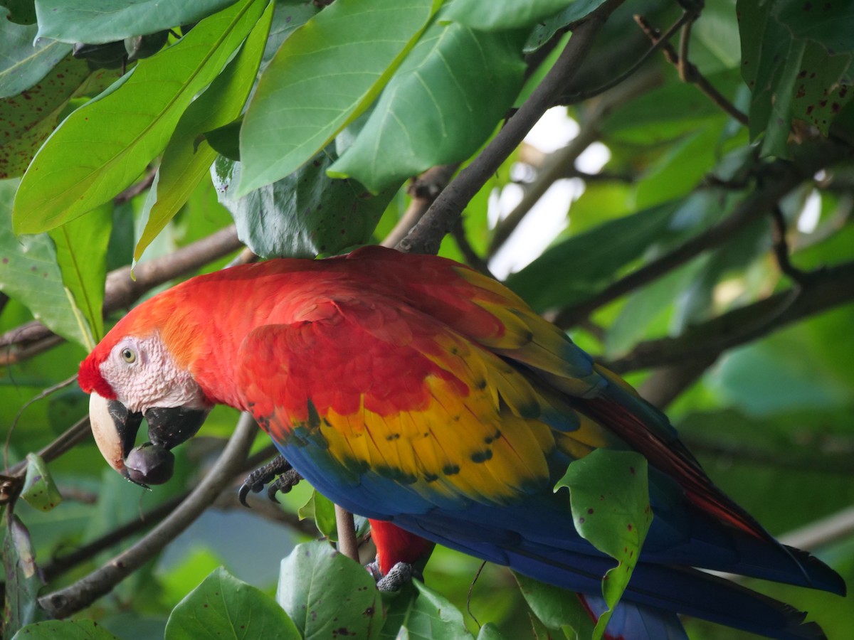 Scarlet Macaw - ML646814877