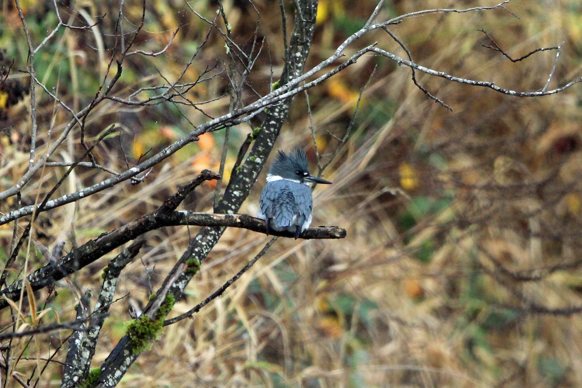 Gürtelfischer - ML646814878