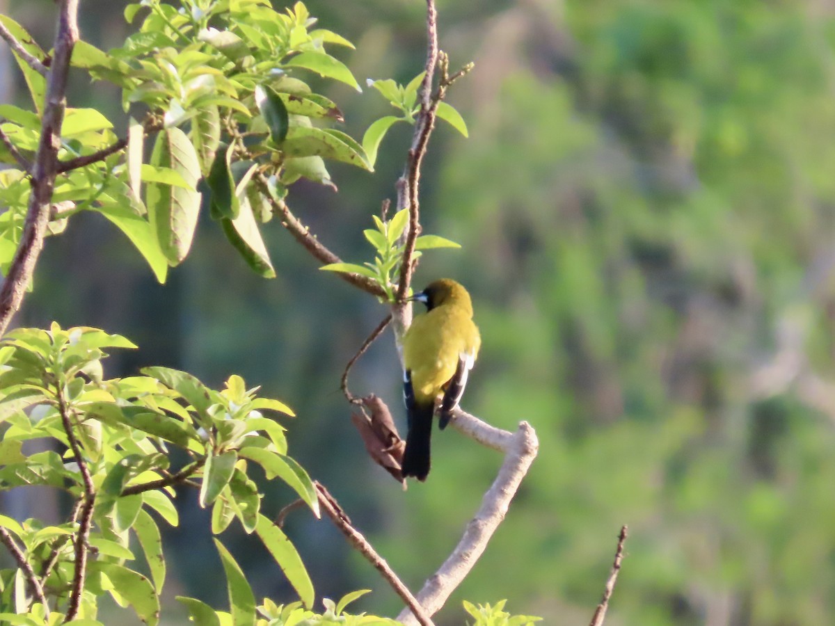 Jamaikatrupial - ML646814880