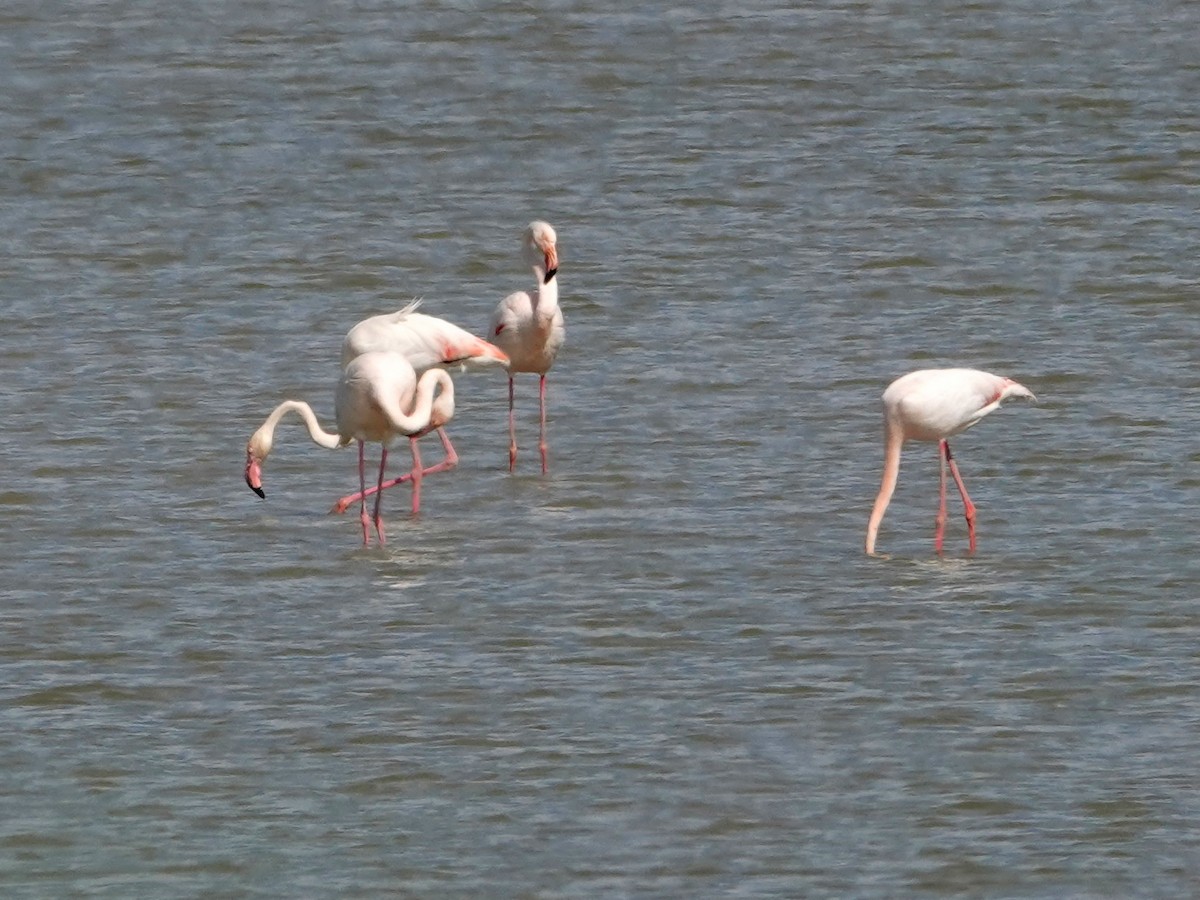 Rosaflamingo - ML646814881