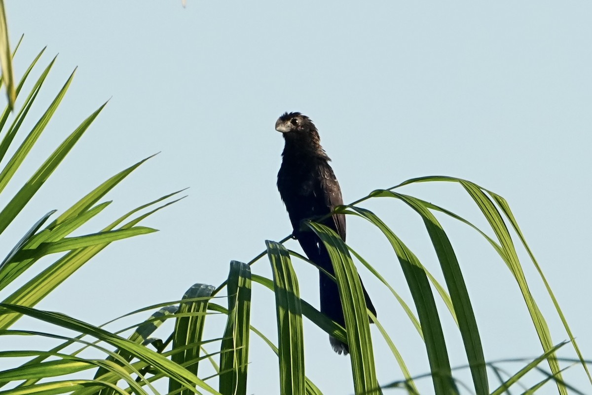 オオハシカッコウ - ML646814889