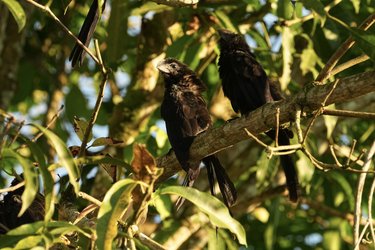 オオハシカッコウ - ML646814890