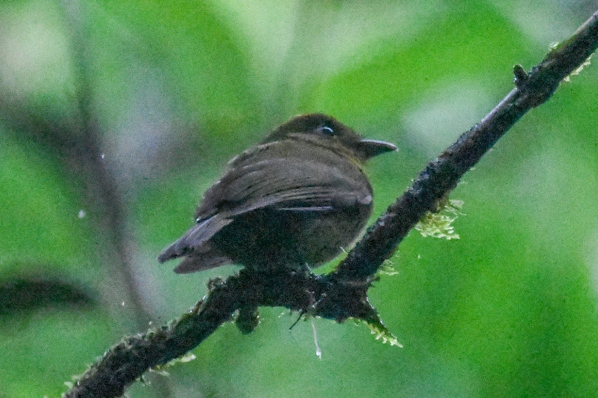 Sapayoa - ML646814892