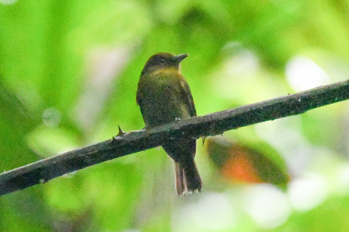 Sapayoa - ML646814893