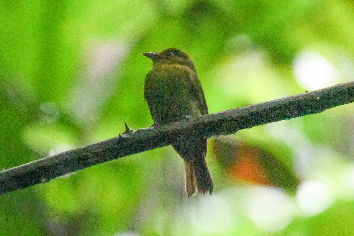 Sapayoa - ML646814894