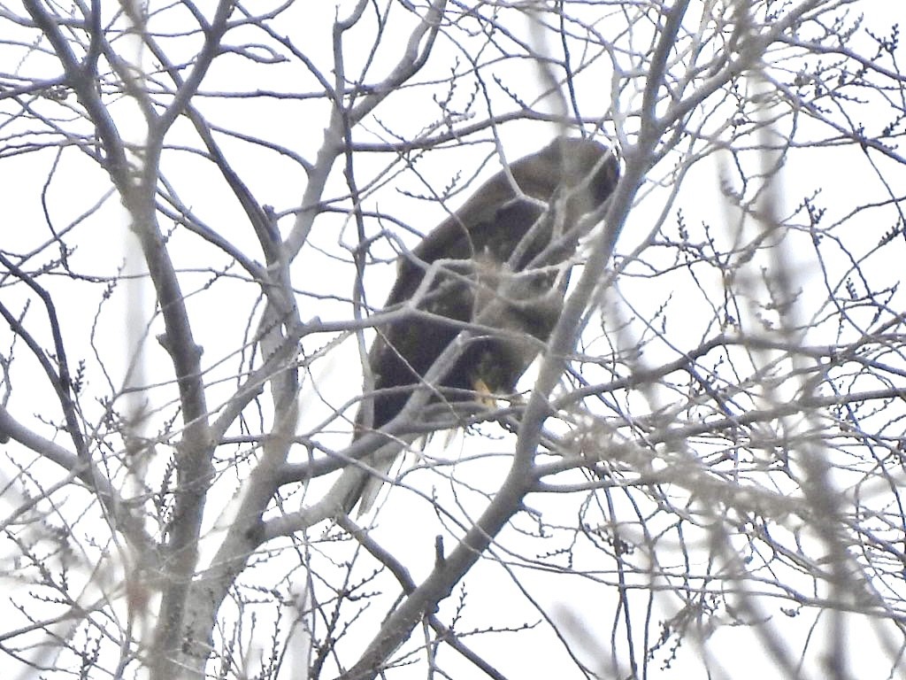 Red-tailed Hawk (Harlan's) - ML646814896