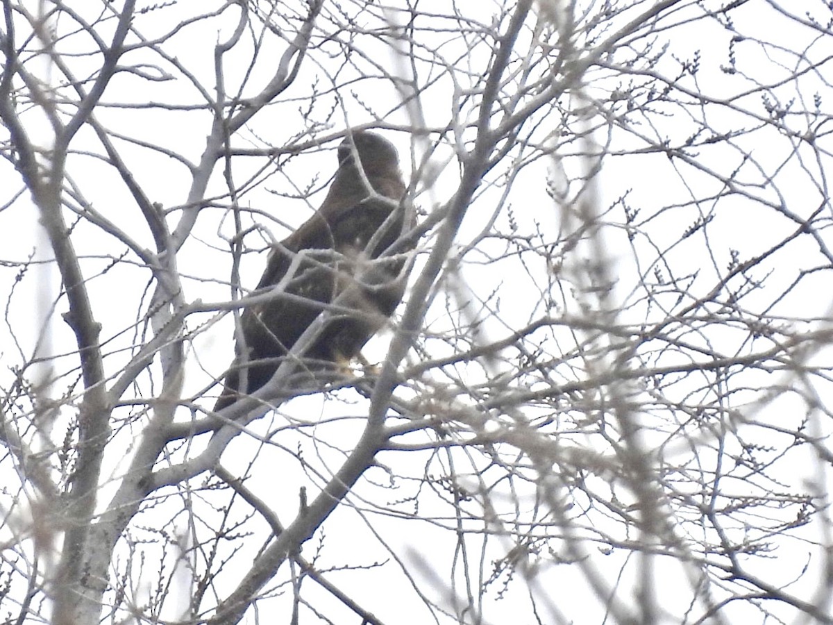Red-tailed Hawk (Harlan's) - ML646814897