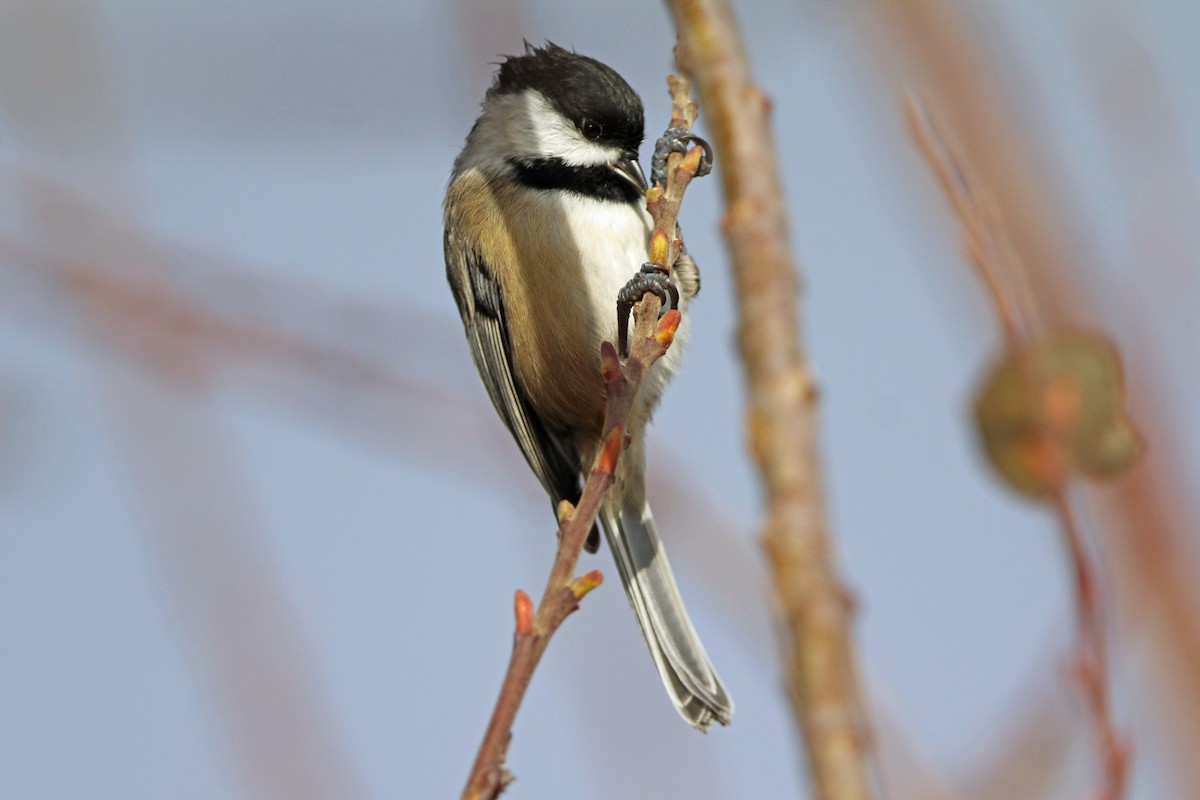 Schwarzkopfmeise - ML646814898