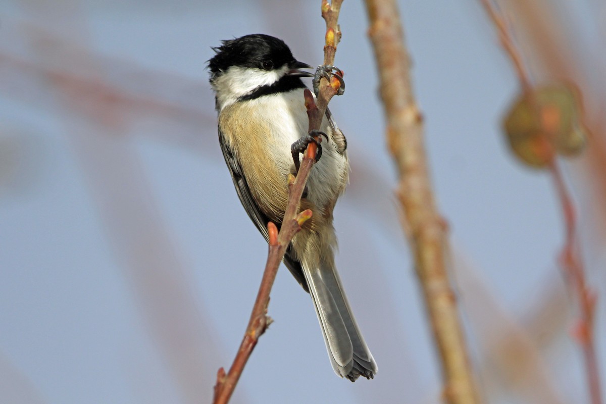 Black-capped Chickadee - ML646814899