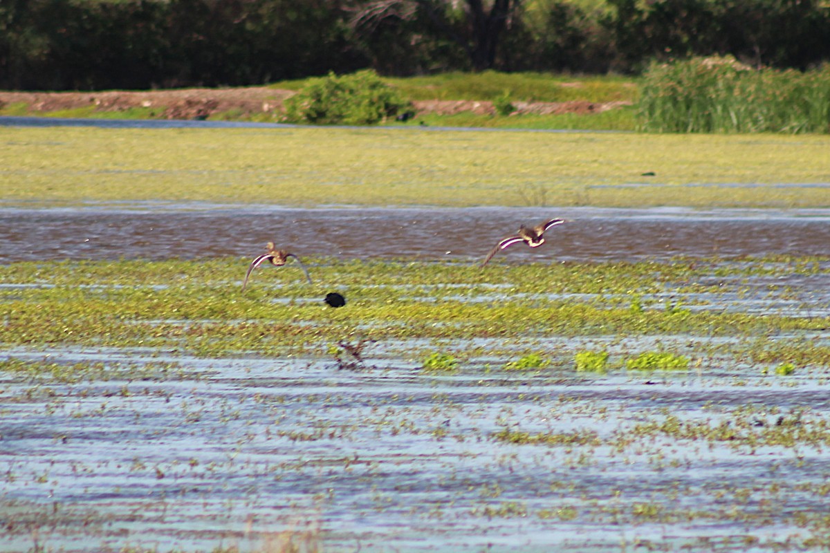 Hawaiian Duck - ML646814904