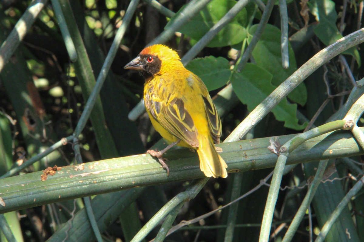 Dorfweber - ML646814906