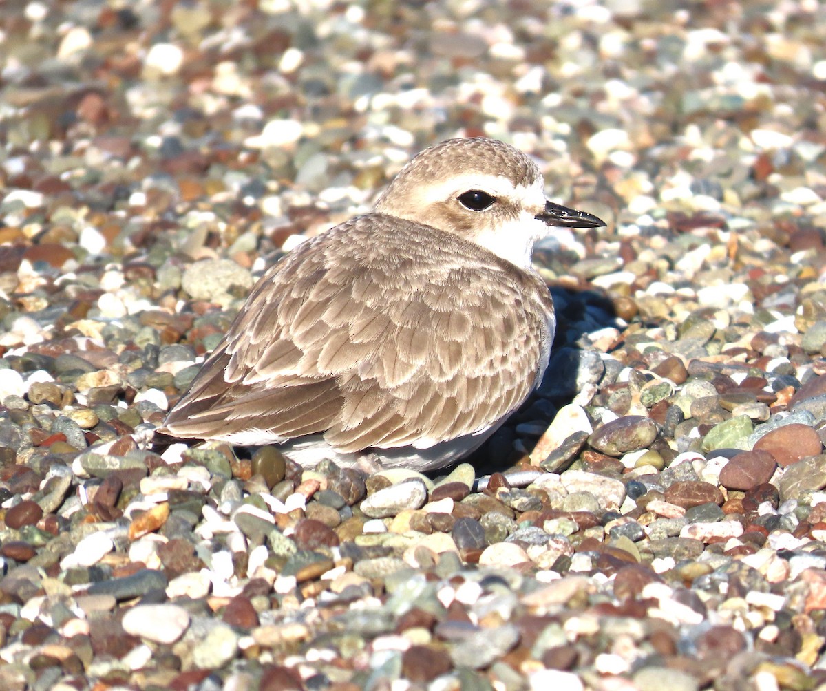 ユキチドリ - ML646814908