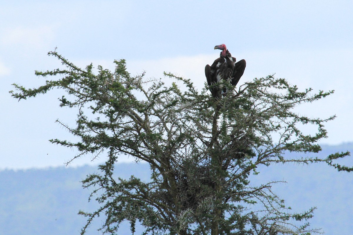 Ohrengeier - ML646814911